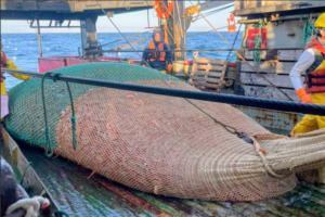 QUEDÓ OFICIALMENTE HABILITADA LA TEMPORADA DE LANGOSTINO