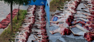 DOS DETENIDOS TRAS SER SORPRENDIDOS CON MÁS DE 100 PIEZAS DE GUANACO FAENADO